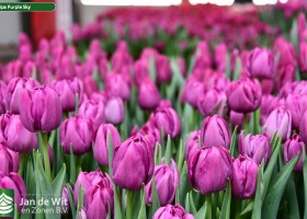 Tulipa Purple Sky ® (2)